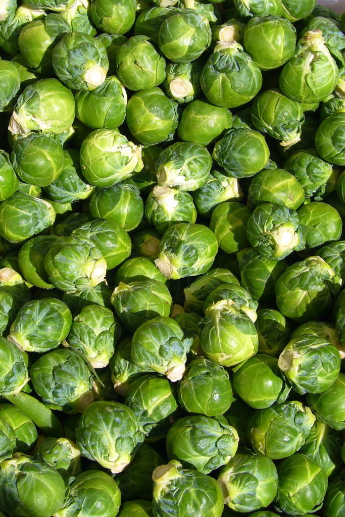 Brassica oleracea